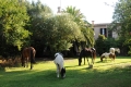 Pferde, Garten